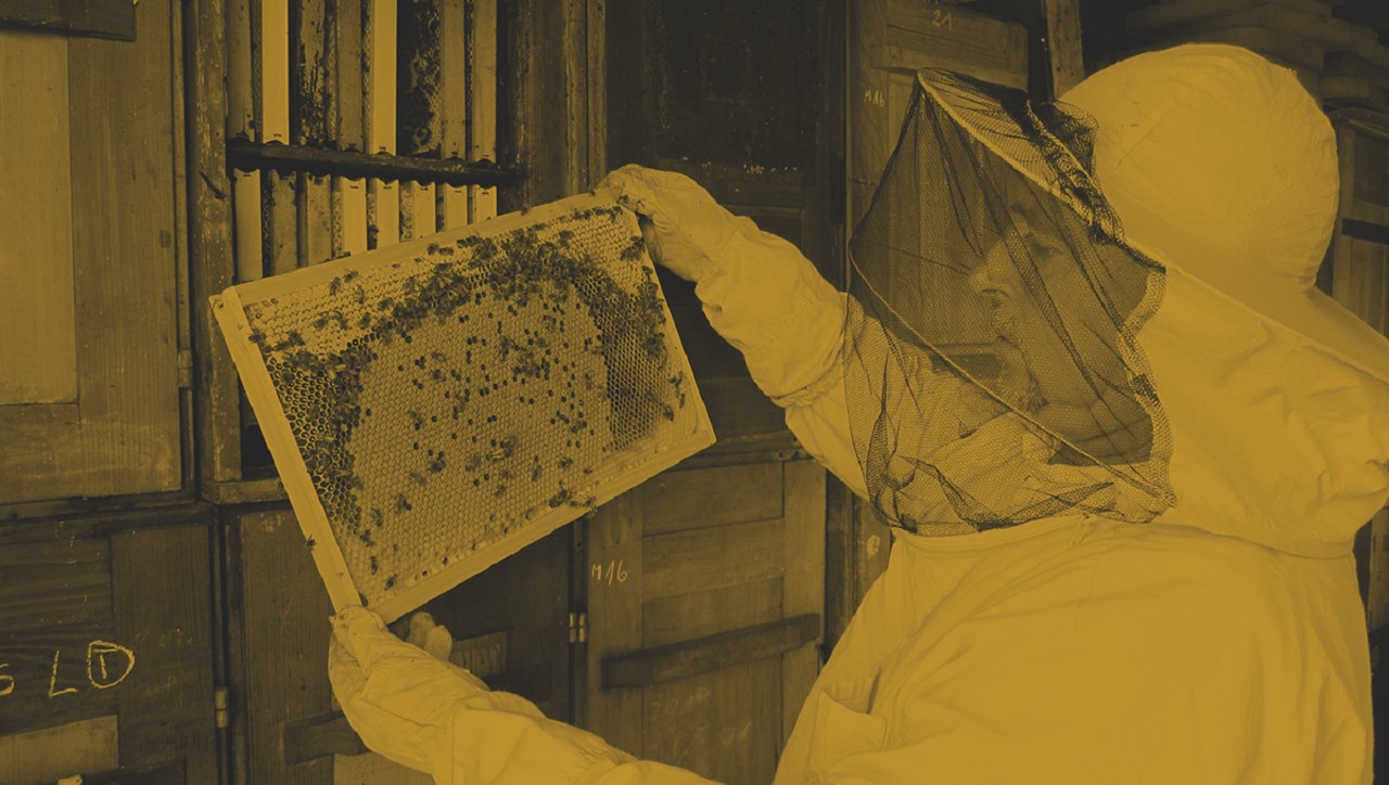 蜂蜜采集